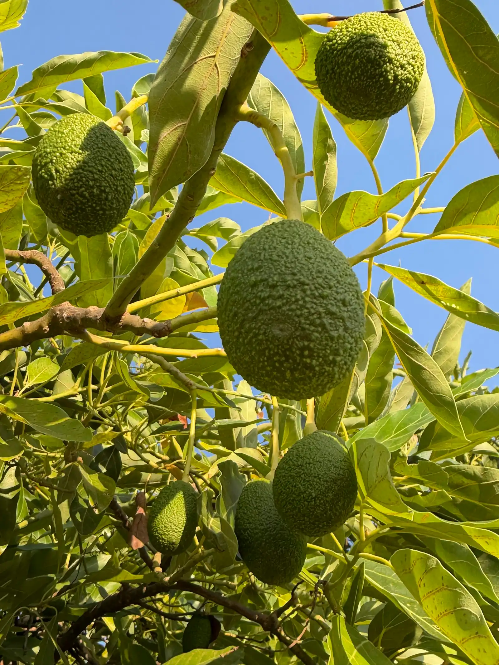 Avocados hanging from the branches of an avocado tree