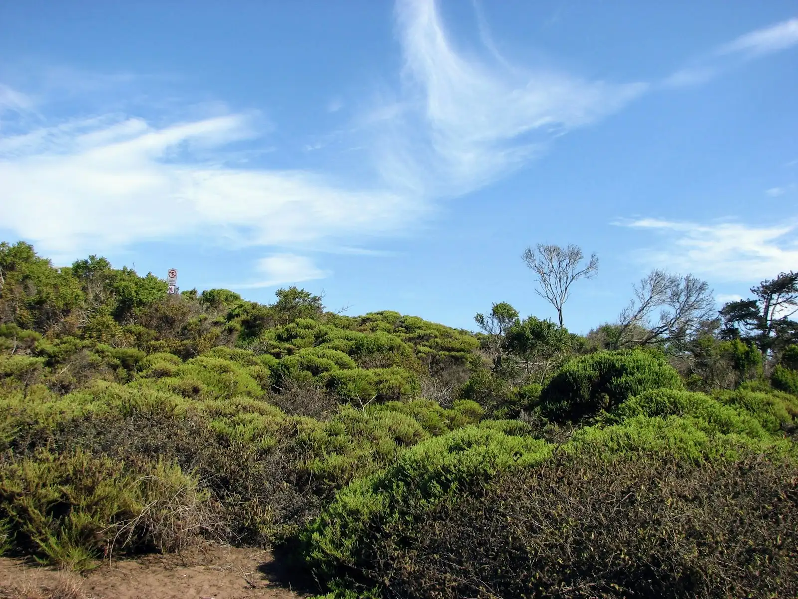 A hillside thick with overgrown brush and shrubs
