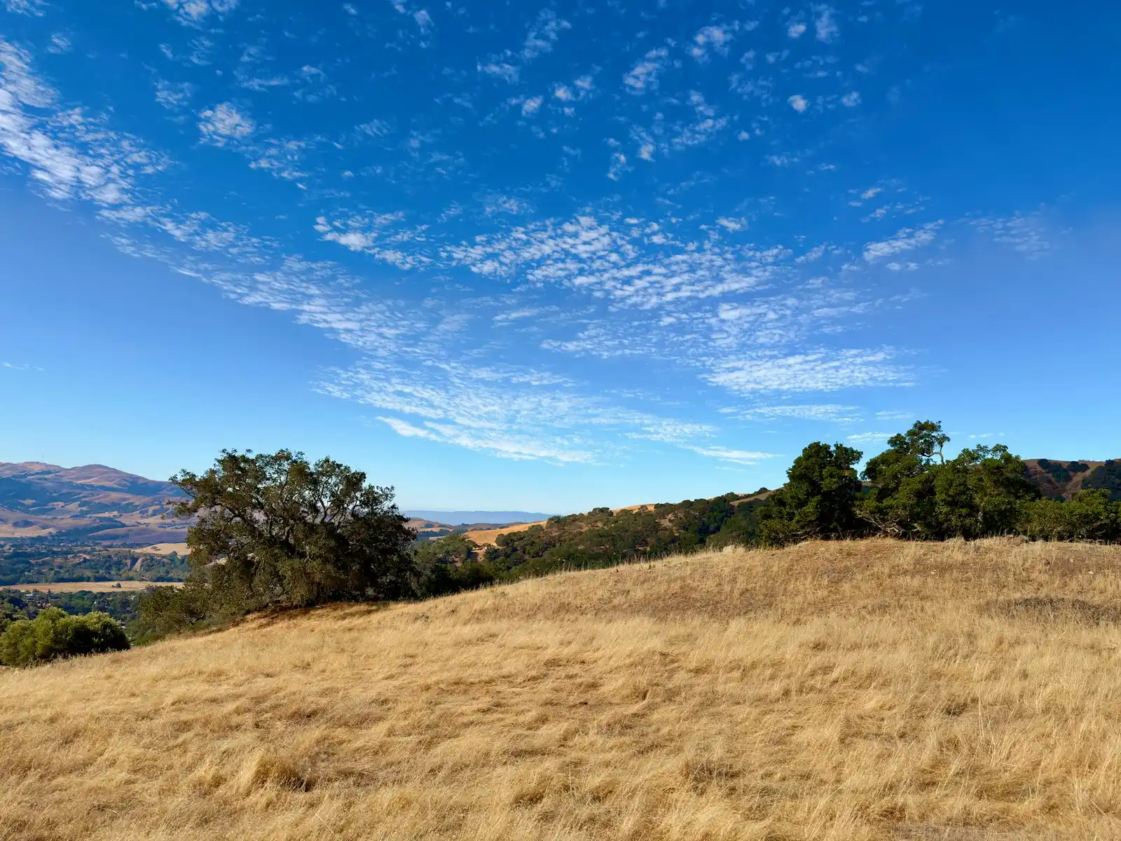 Dry golden grass covering a hillside, with oak trees along the ridge