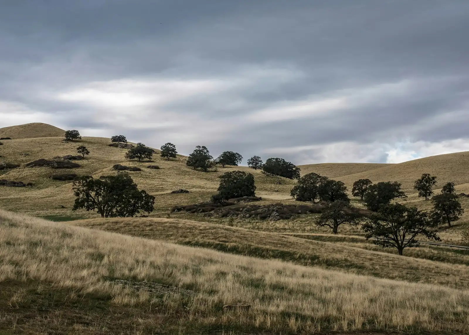 Rolling hills of dry grass dotted with oak trees