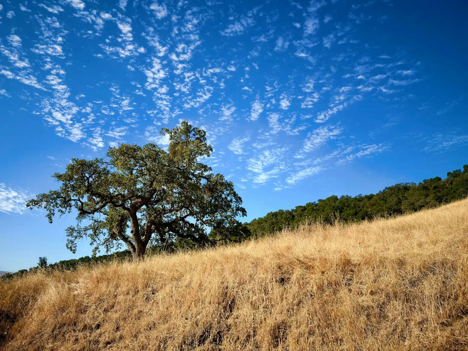 A large oak tree with low, spreading branches on a dry grassy slope